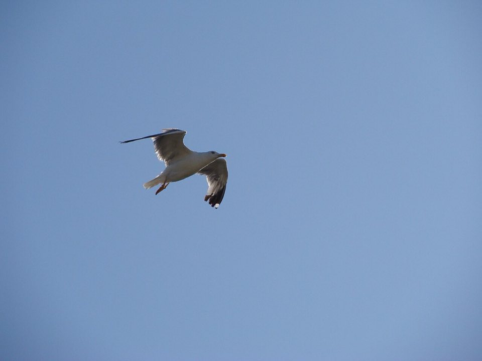 Yellow-legged gull flying over the Cíes Islands