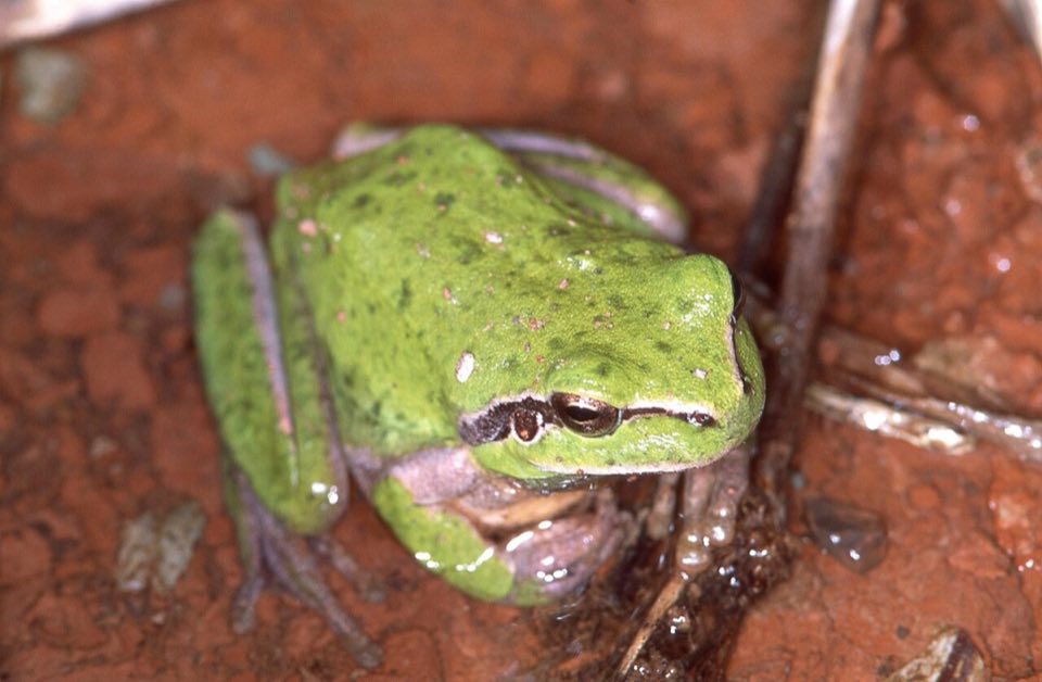Bright green Mediterranean tree frog on a leaf