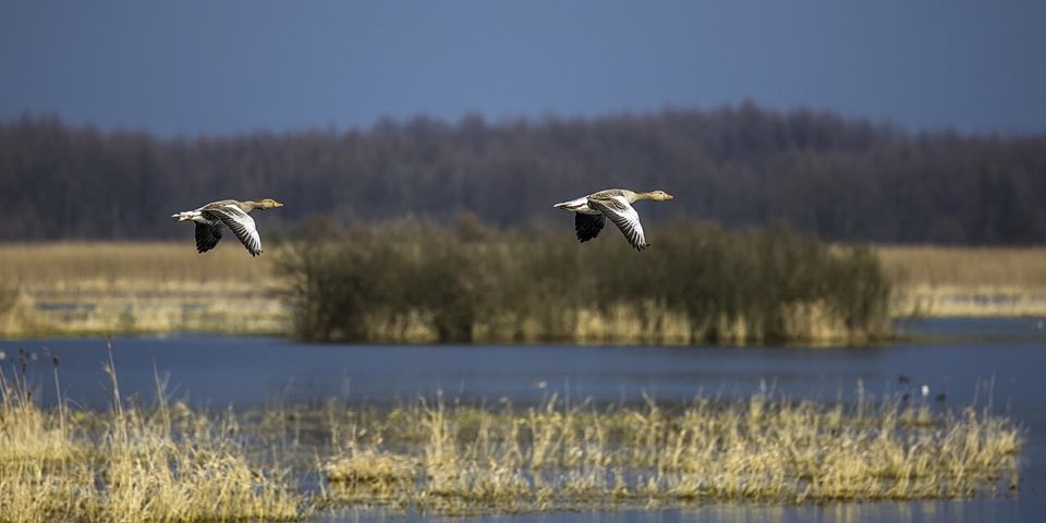 Greylag geese flying in formation