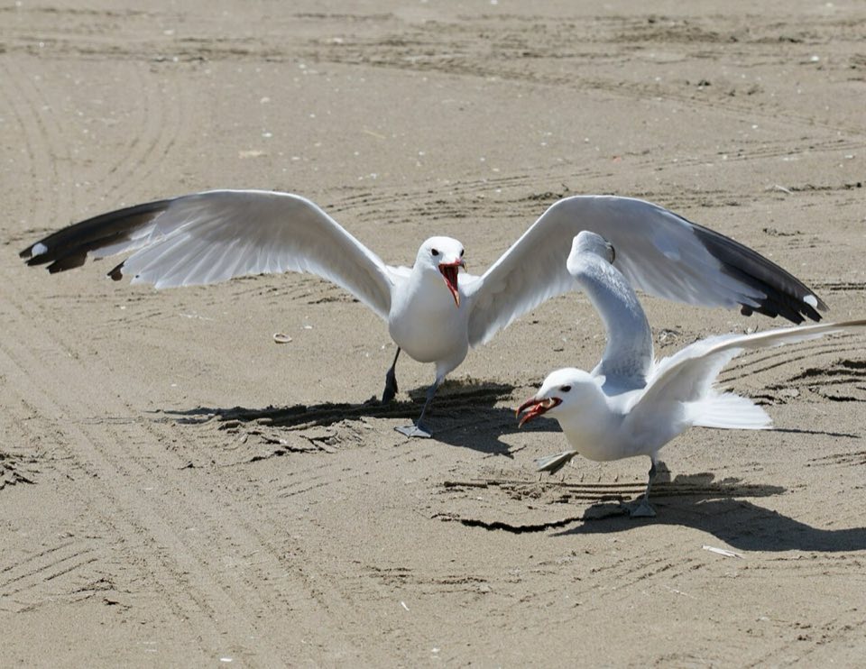 Audouin's gull with its red bill, in the Ebro Delta