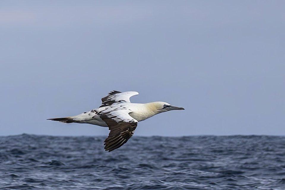 Northern gannet flying over the sea