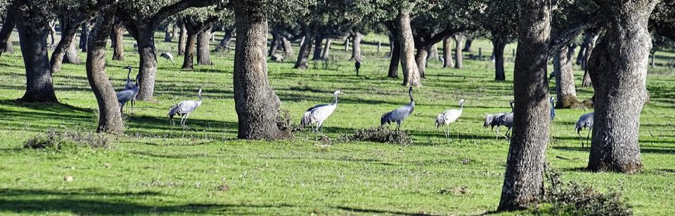 Common cranes in flight over Extremadura