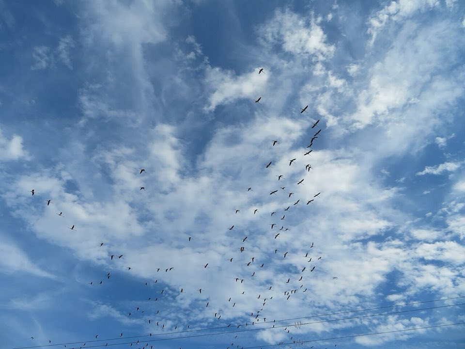 Flock of greater flamingos flying over a Spanish wetland
