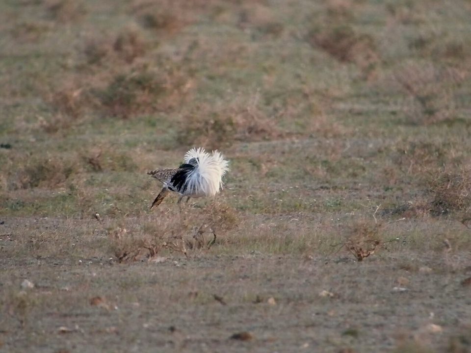 Male houbara bustard displaying with its white ruff raised