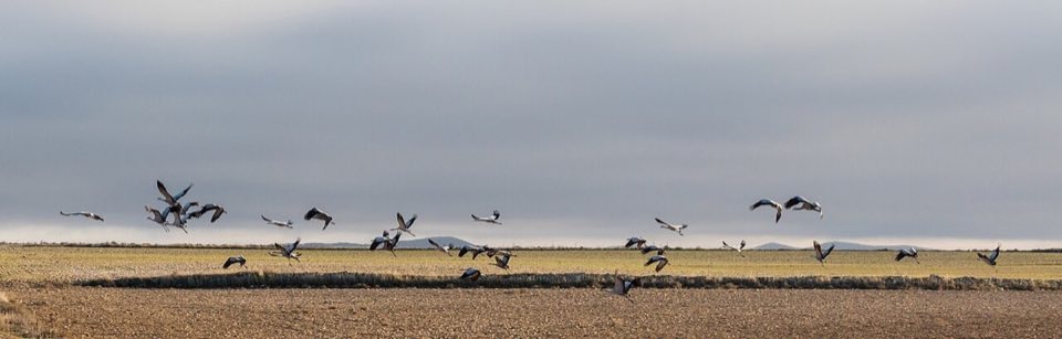 Common cranes flying in a long line over the Gallocanta plain