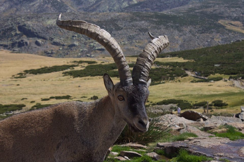 Male Iberian ibex with big curved horns in the Sierra de Gredos