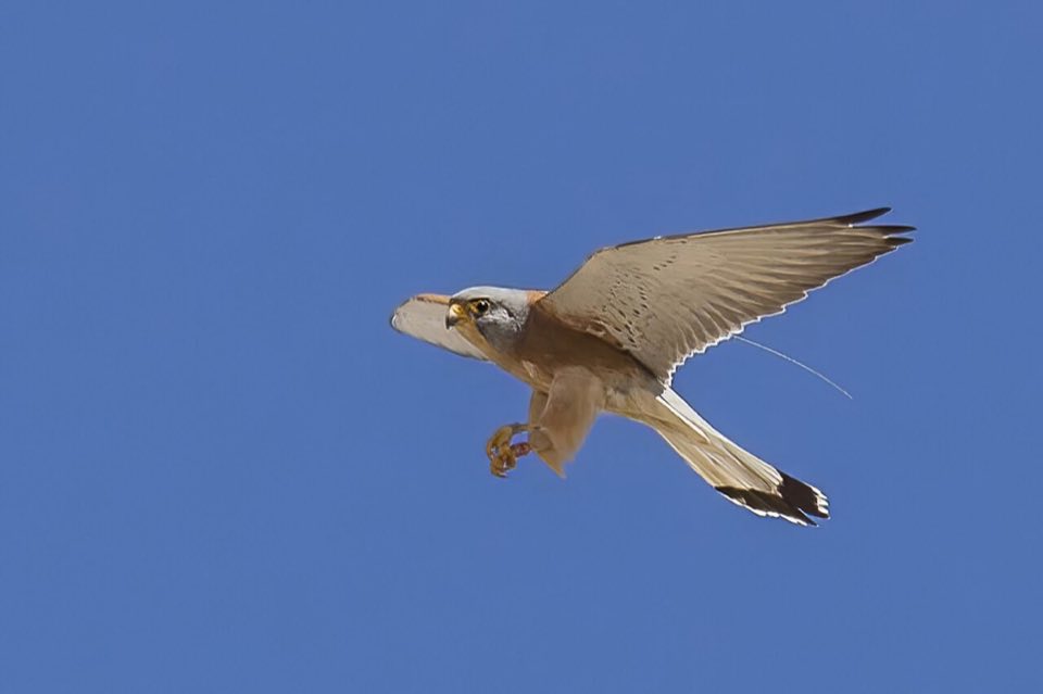 Male lesser kestrel hovering in flight