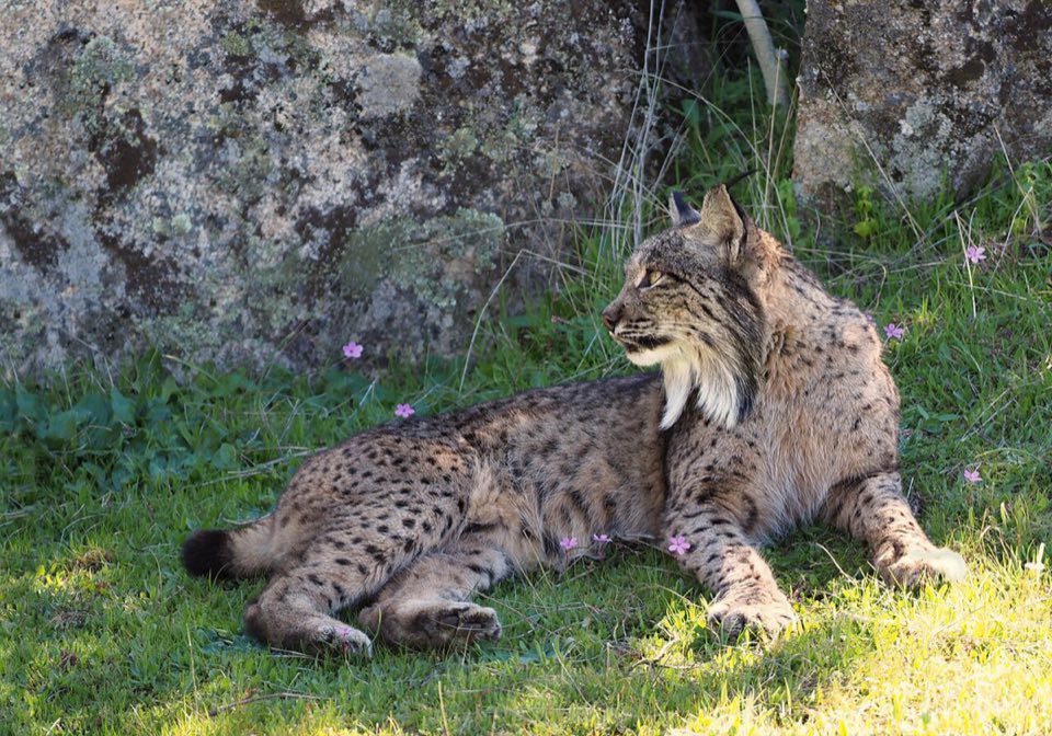 Male Iberian lynx in the Sierra de Andújar