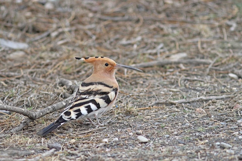 Hoopoe with its crest, perched in the Spanish countryside