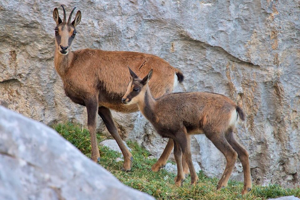 Cantabrian chamois on a mountain slope in the Picos de Europa
