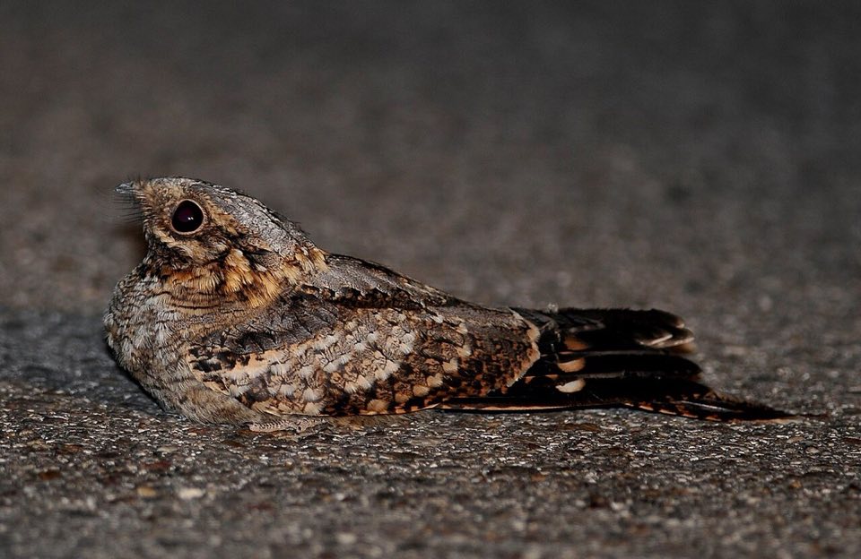 Red-necked nightjar resting on the ground