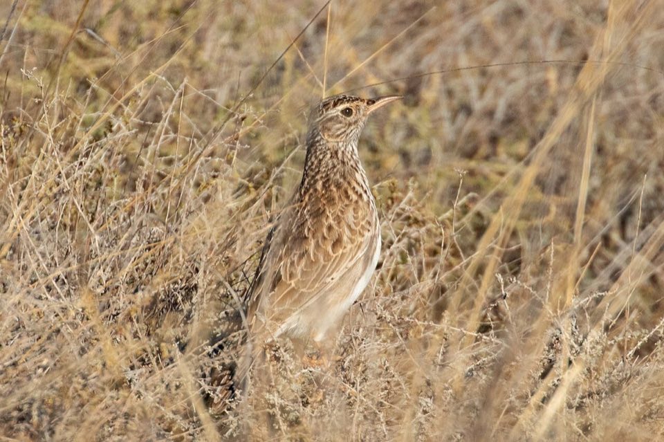 Dupont's lark on the ground in the Aragon steppe