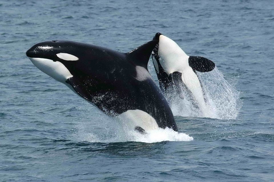 Two wild orcas leaping out of the sea