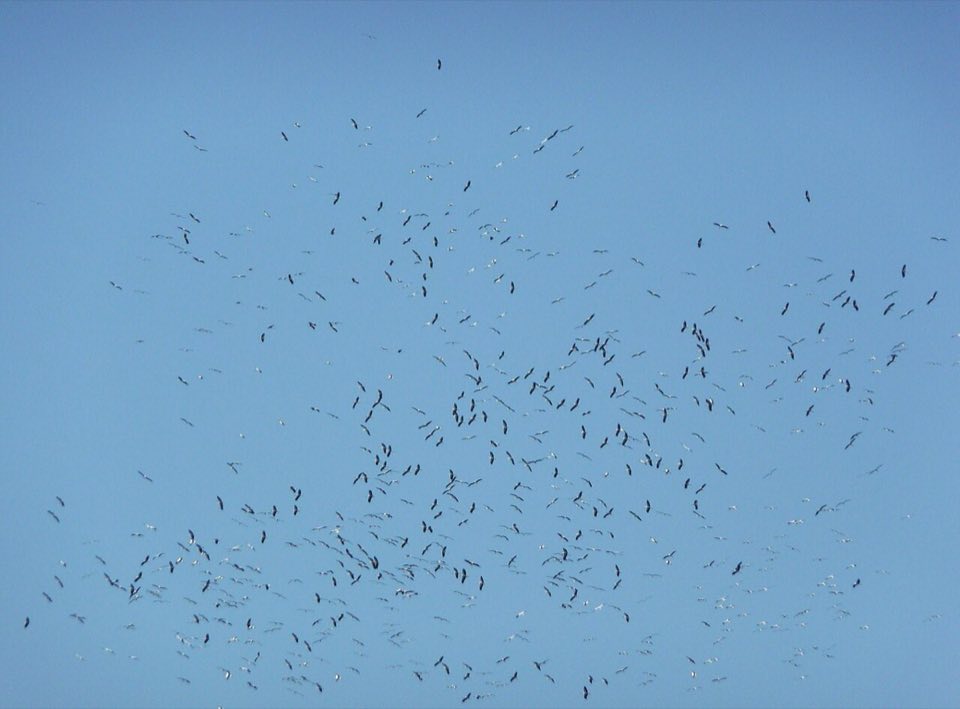 A flock of white storks soaring on migration