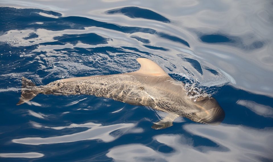 Short-finned pilot whales surfacing off Tenerife