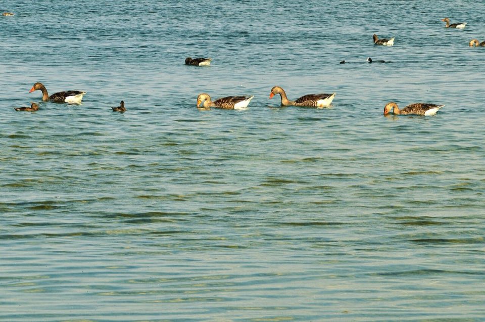 Flock of greylag geese on the Villafáfila lagoons