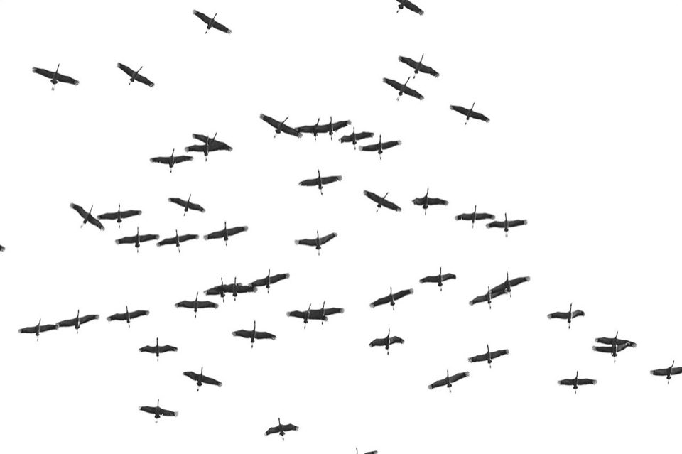 Common cranes in flight over fields in western France