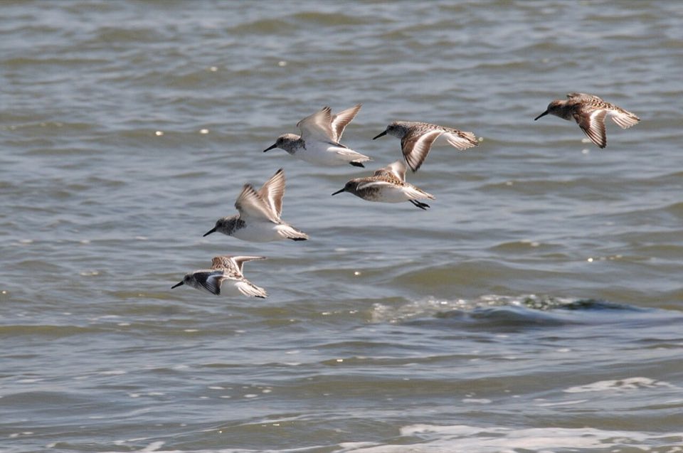 Flock of dunlin flying low over the mudflats