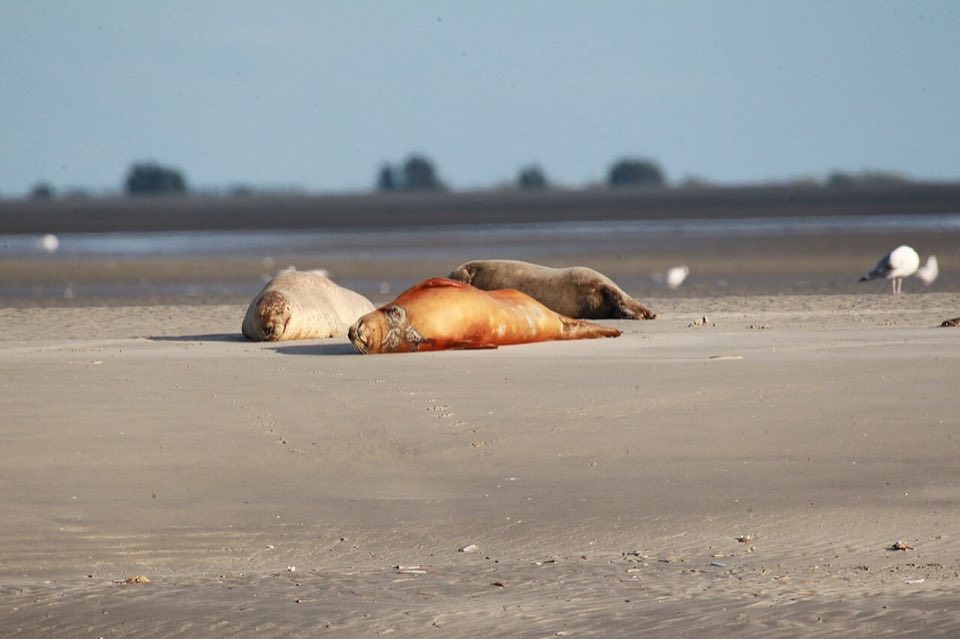 Harbour seals resting on a sandbank in the Baie de Somme