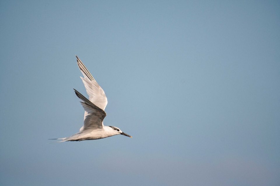 Sandwich tern in flight over the Atlantic