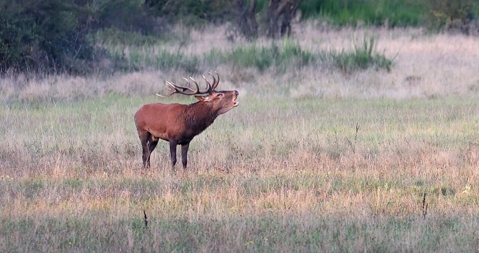 Red deer stag with full antlers in France