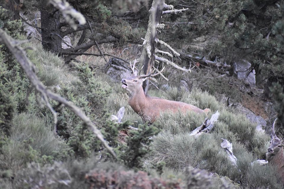 Red deer stag during the rut in a Pyrenean forest