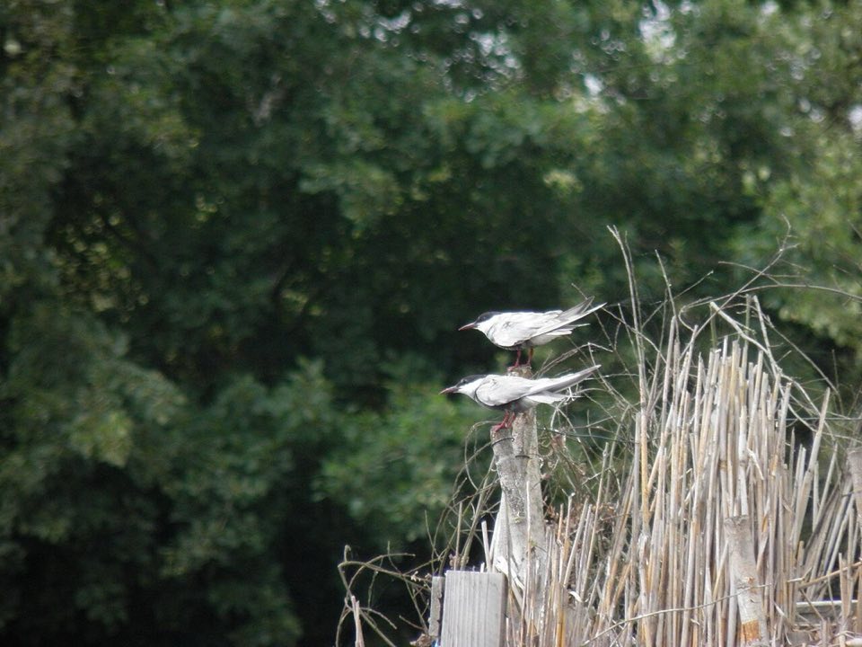 Whiskered terns perched on a pond