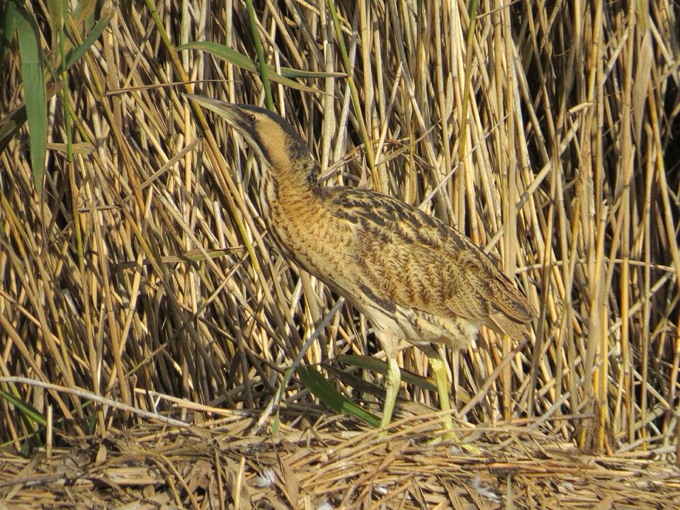 Eurasian bittern standing in reeds