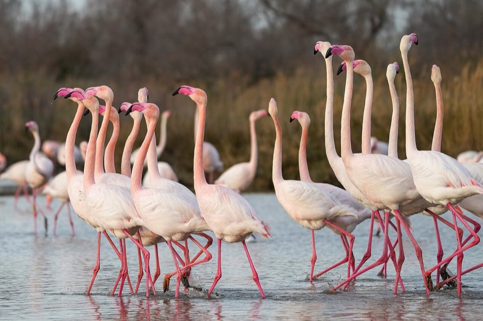 Group of greater flamingos in courtship display in the Camargue