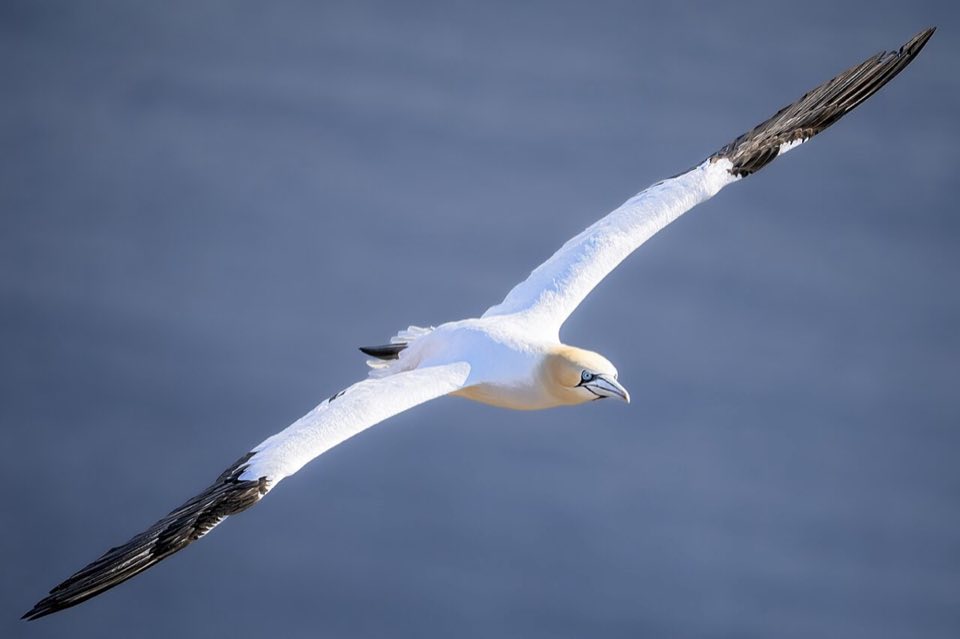Northern gannet in flight, wings spread