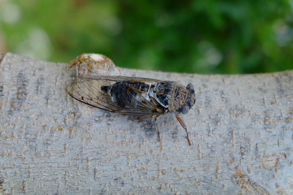 Large cicada on a branch in Provence