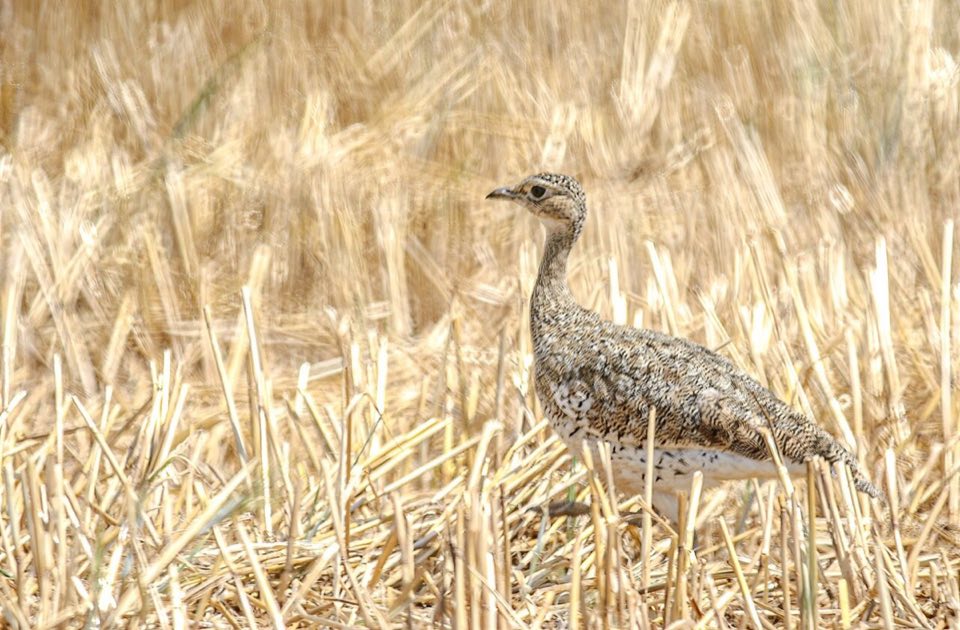Male little bustard in a grassland