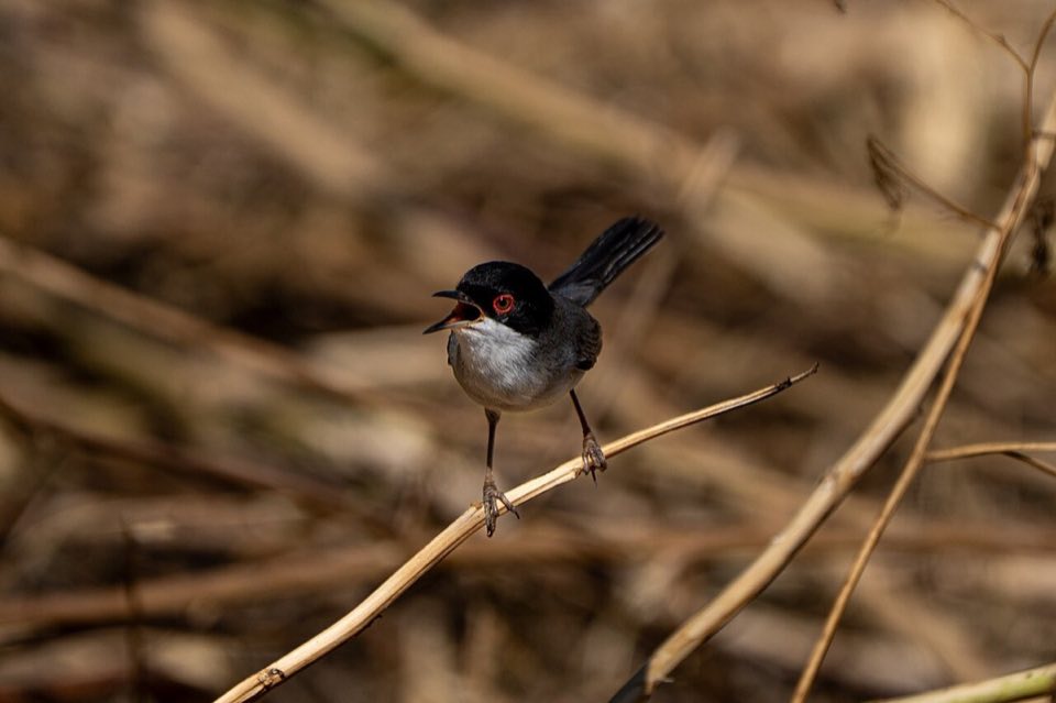 Male Sardinian warbler singing from a shrub