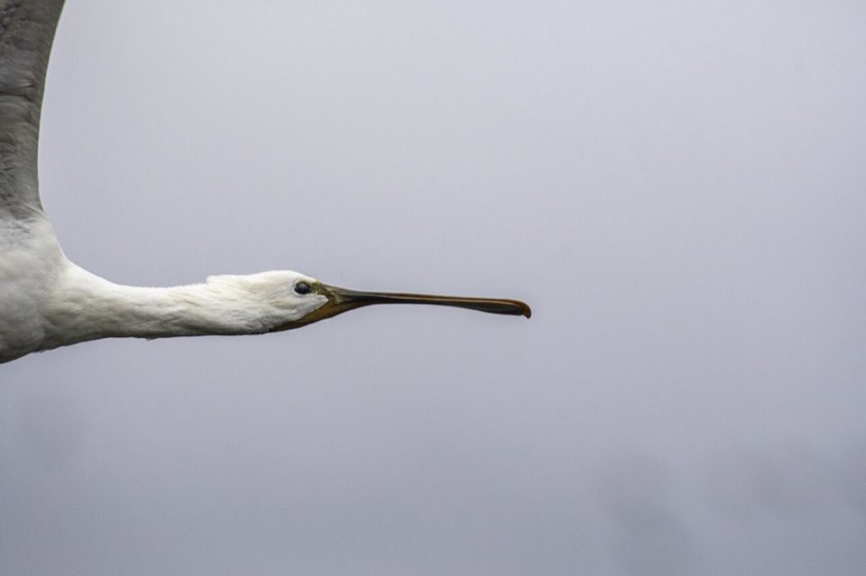 Eurasian spoonbill wading in shallow water