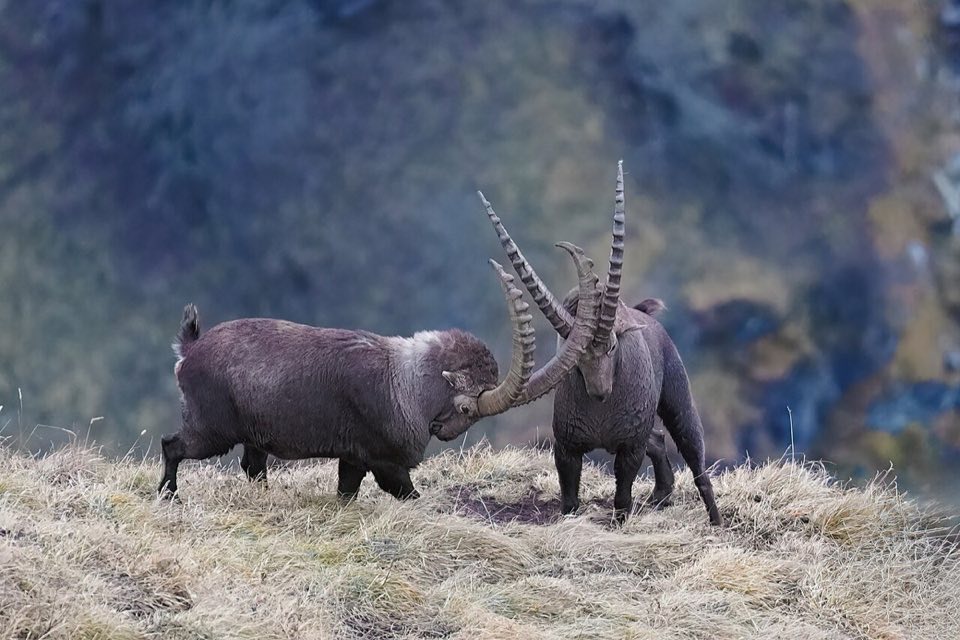 Two male Alpine ibex clashing horns during the rut