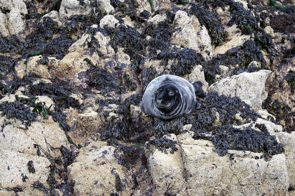Grey seal resting on a rock in Brittany