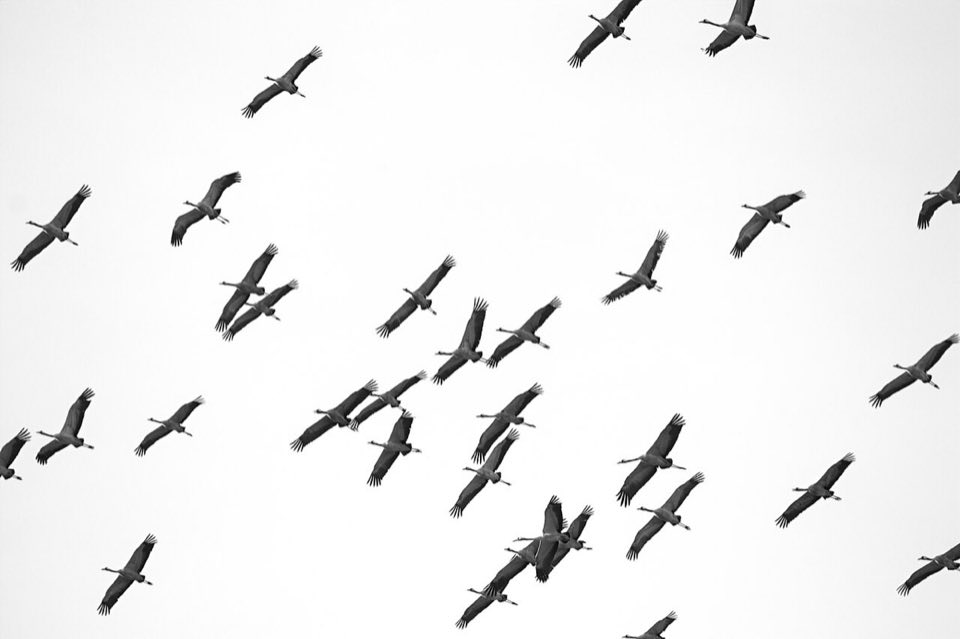 Flock of common cranes flying over the French countryside