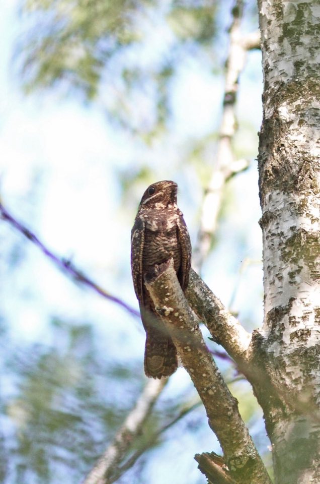 European nightjar resting, camouflaged