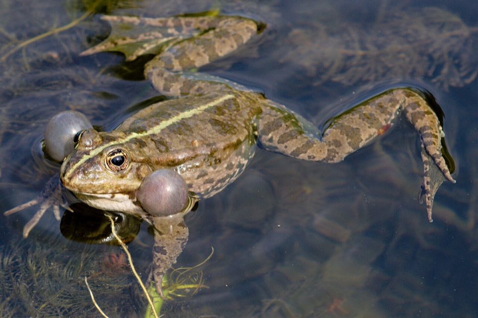 Marsh frog calling with both vocal sacs inflated