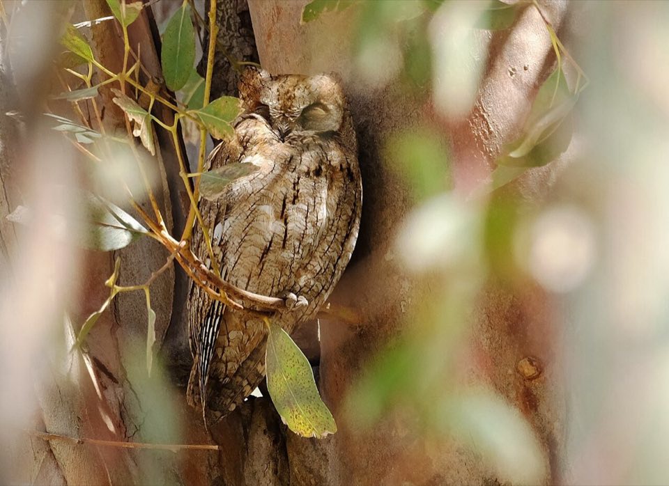 Eurasian scops owl perched in a eucalyptus