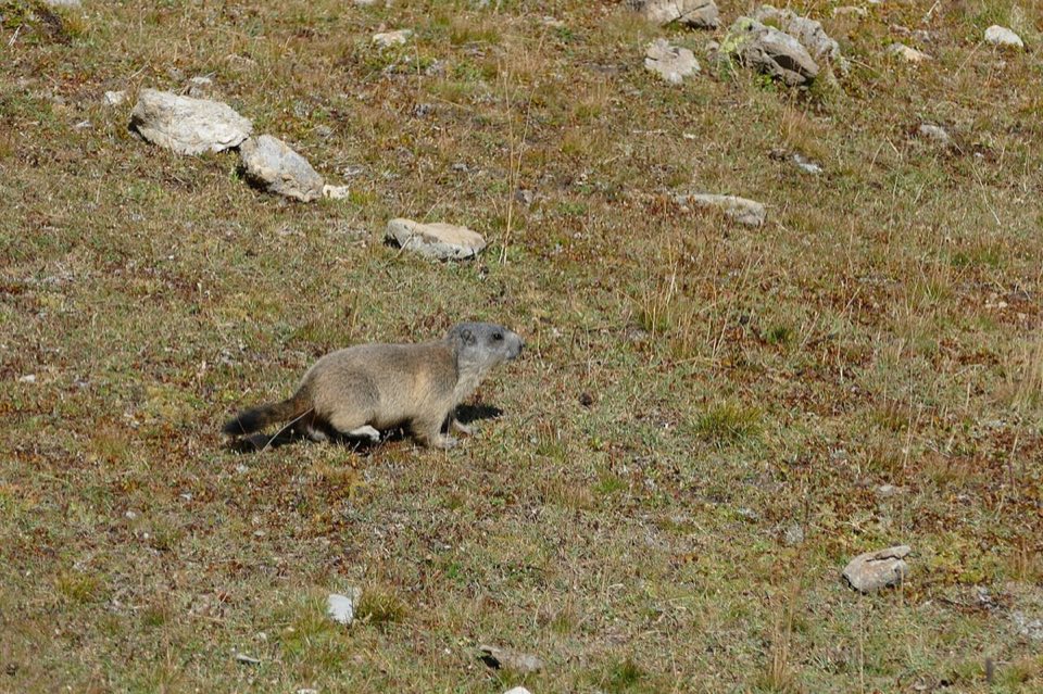 Alpine marmots at Madone de Fenestre, Mercantour