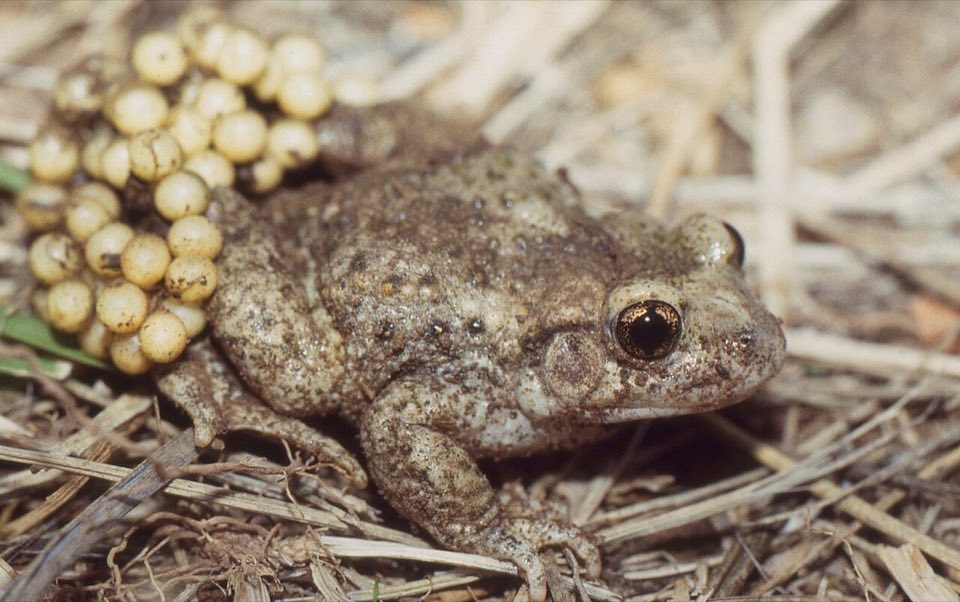 Male midwife toad carrying a string of eggs on its back