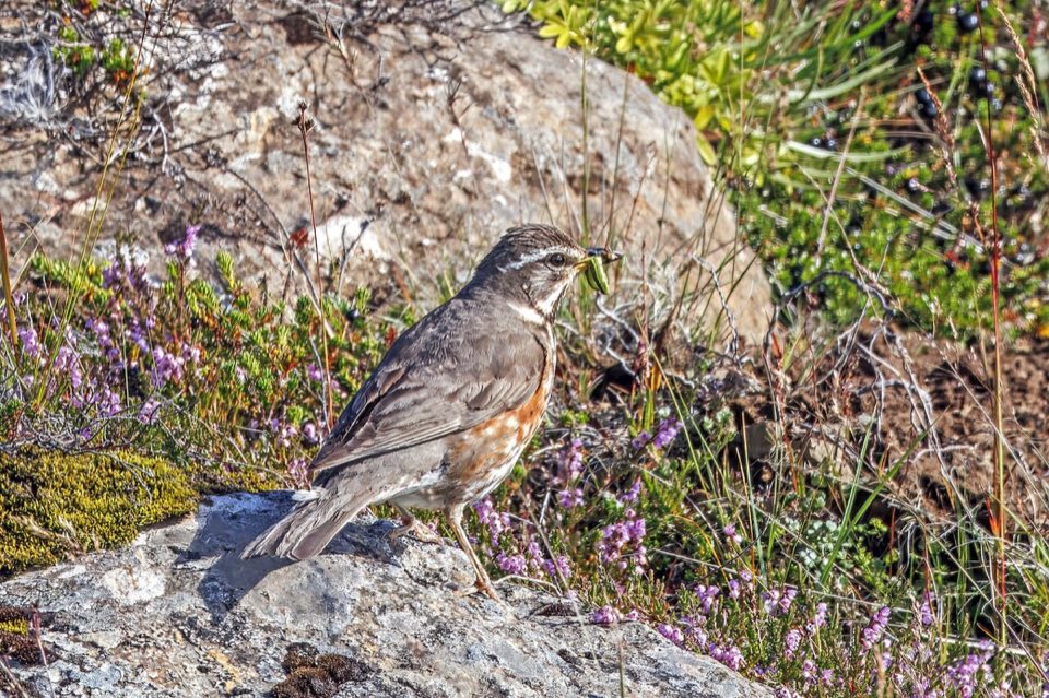 Redwing thrush perched, showing red flanks