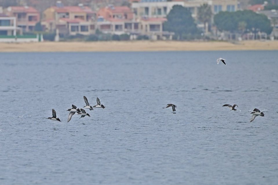 Group of Yelkouan shearwaters resting on the sea