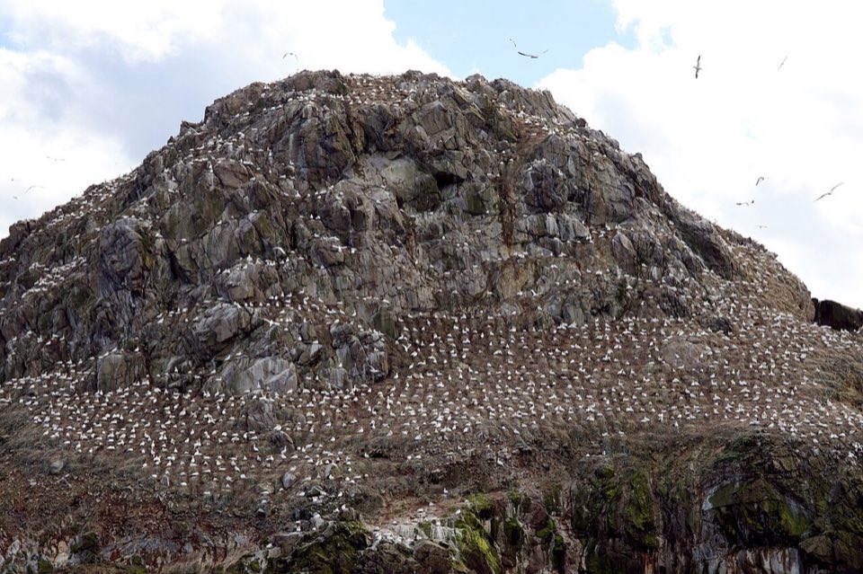 Northern gannet colony on Rouzic island