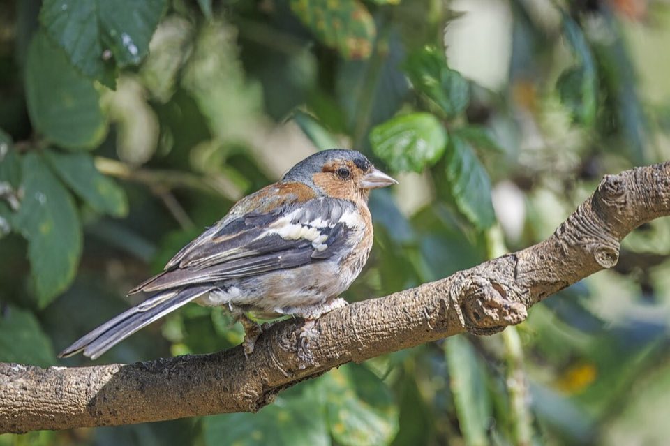 Male chaffinch perched on a branch