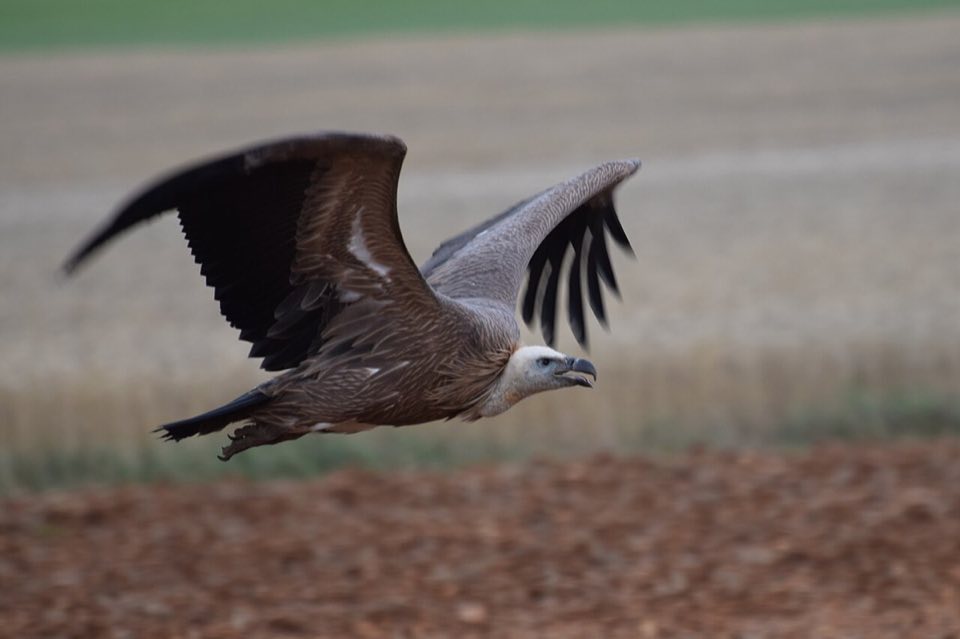Griffon vulture taking off from a cliff