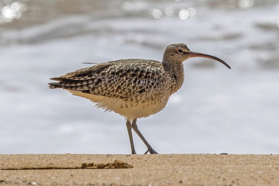 Whimbrel with its long curved bill on the shore