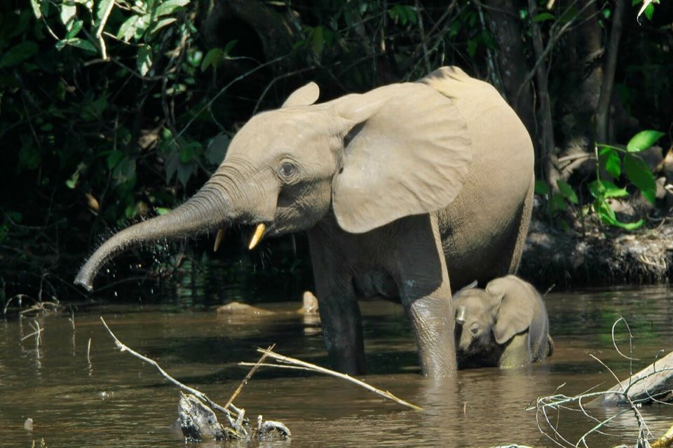 Forest elephant mother and calf in a forest clearing pool