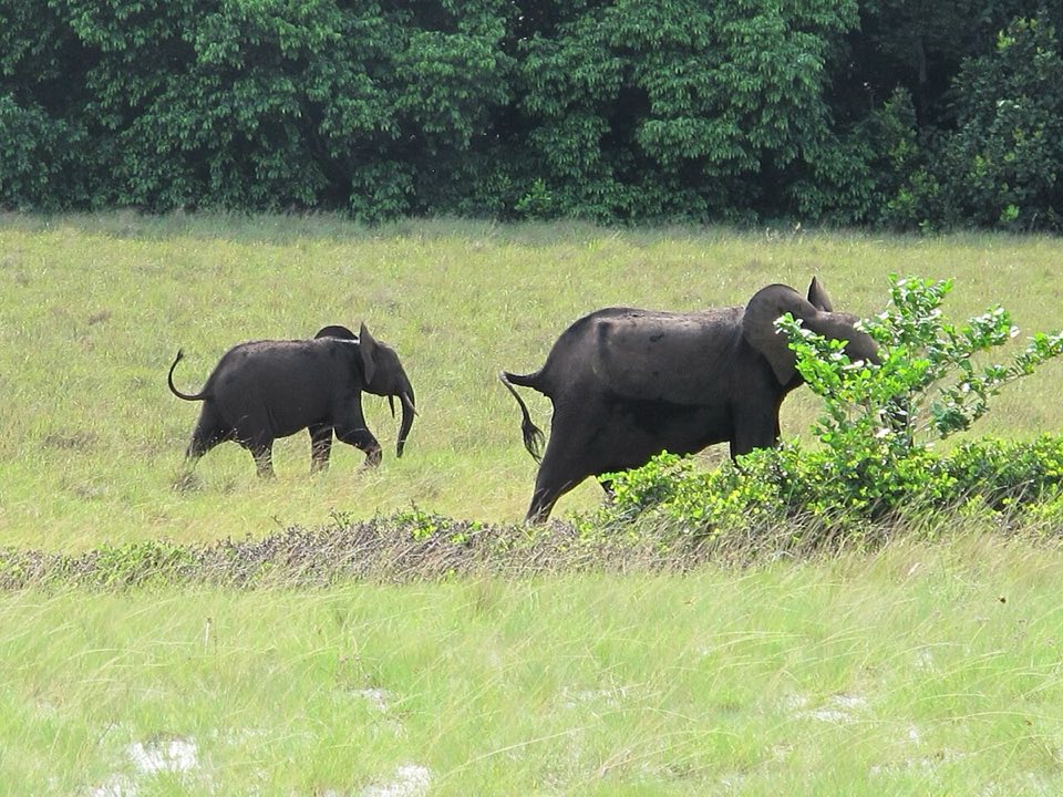 Forest elephant mother and calf in Loango National Park
